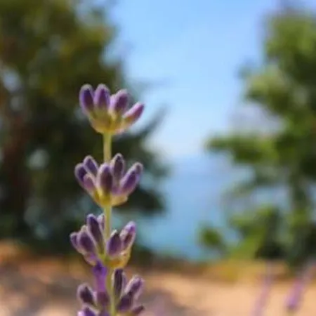 Seafront Silence - With Terrace And Sea View Апартаменты